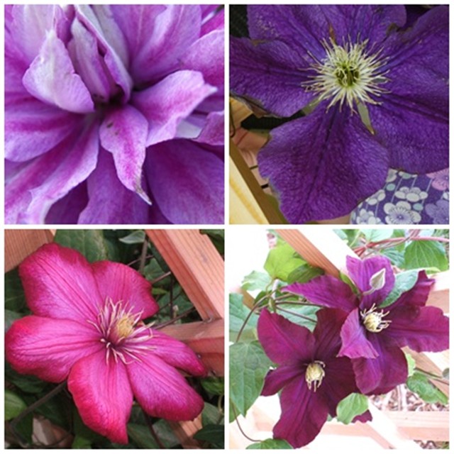 clematis mix